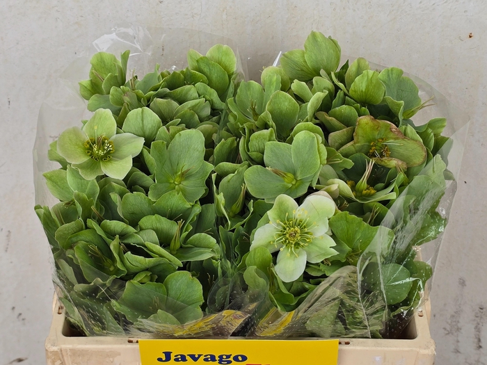 <h4>HELL FRK MOLLYS WHIT</h4>