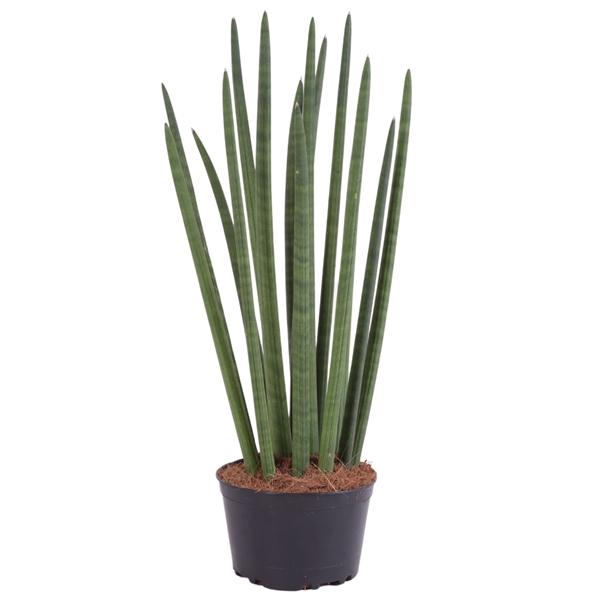 <h4>Sansevieria Cylindrica Straight 14 Leaf Ø17cm</h4>