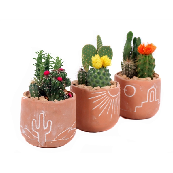 <h4>Arrangement 3,5/5,5 cm met stro/disco cactus in ''Merzouga'' keramiek</h4>