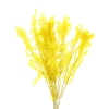 Pres Ruscus Soft Bleached Yellow Per Stem