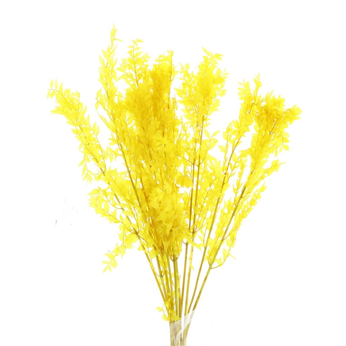 Pres Ruscus Soft Bleached Yellow Per Stem