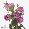 Rosa spray hastags new look
