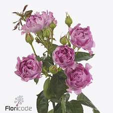 Rosa spray hastags new look