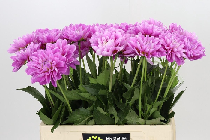 <h4>Dahlia Overig</h4>