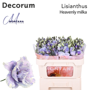 Lisianthus Dye heavenly milka