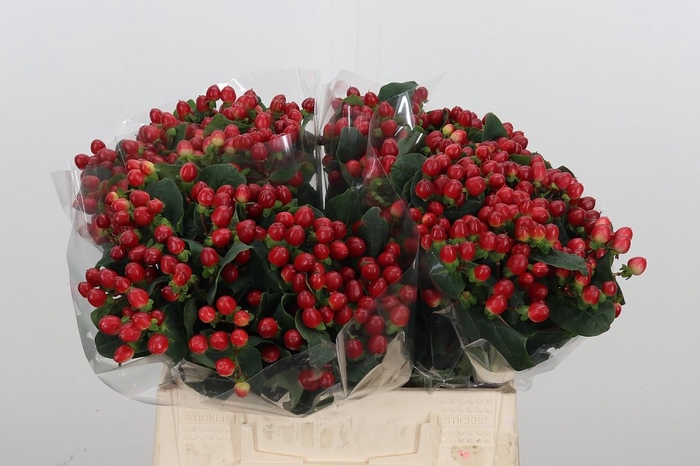 <h4>Hyp A True Romance</h4>