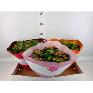 Kalanchoe blos.   ..mix 5