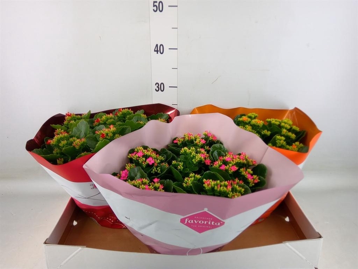 <h4>Kalanchoe blos.   ..mix 5</h4>