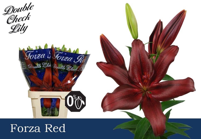 <h4>LI LA FORZA RED 3+</h4>