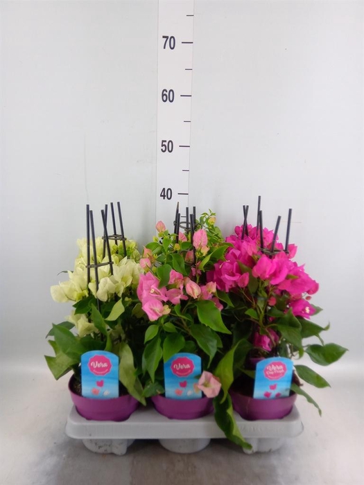 <h4>Bougainvillea   ...</h4>