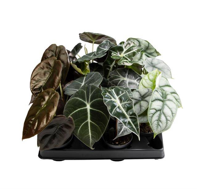 <h4>Alocasia mix</h4>