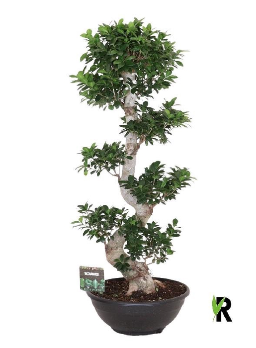 <h4>Ficus Mi Ginseng FSP50140</h4>