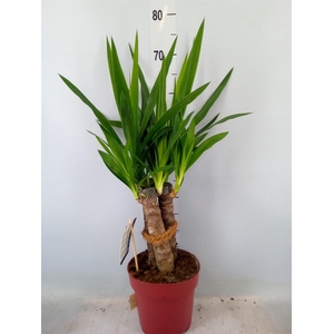 Yucca elephantipes   ...