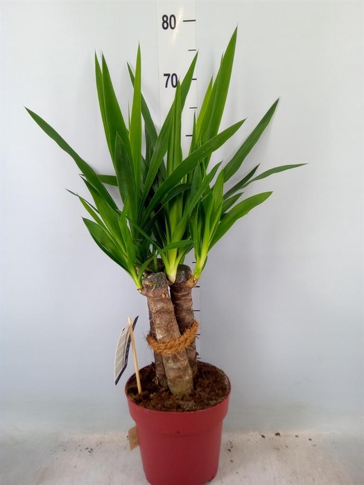 <h4>Yucca elephantipes ...</h4>