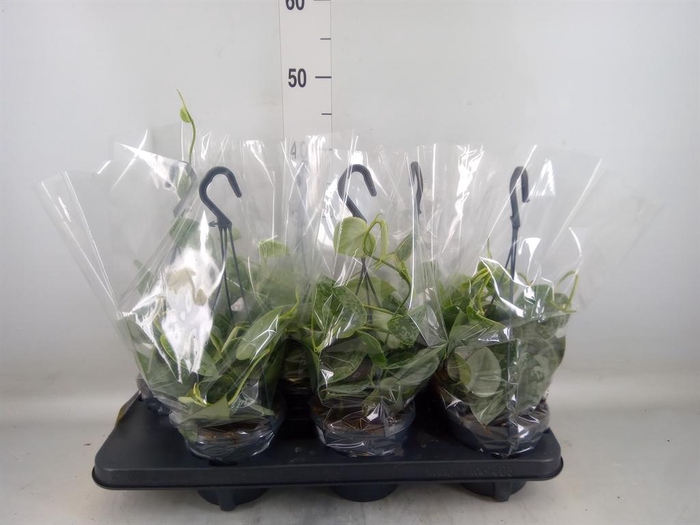 <h4>Scindapsus pictus 'Silvery Ann'</h4>