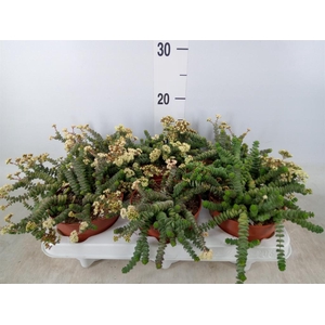 Crassula marnieriana