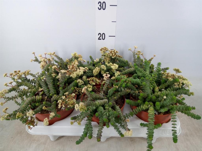 <h4>Crassula marnieriana</h4>