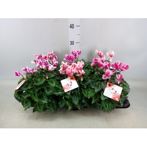 Cyclamen MD 'Premium Abanico'