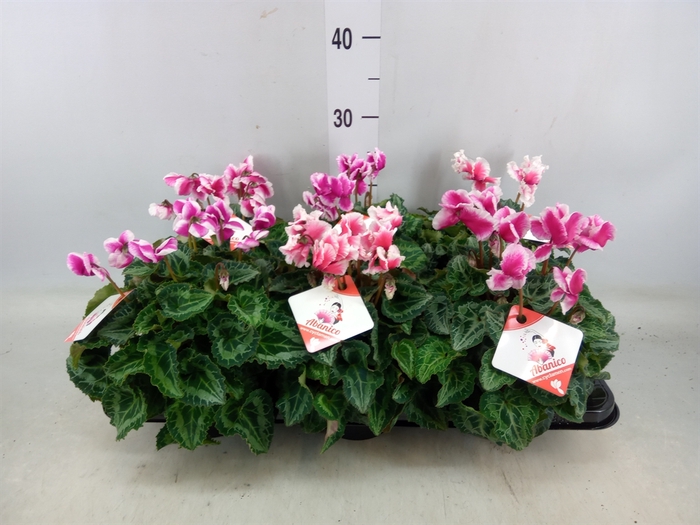 <h4>Cyclamen MD 'Premium Abanico'</h4>