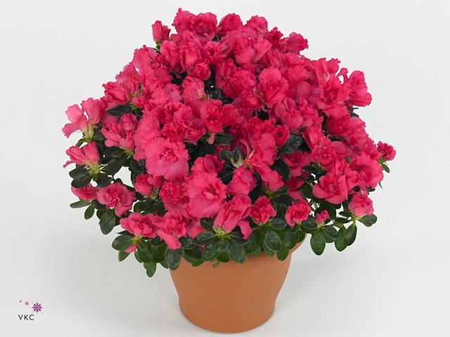 Rhododendron sim. 'Hor Class Rouge'