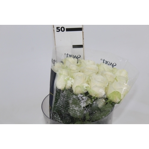 ROSA ADVANCE 040 CM