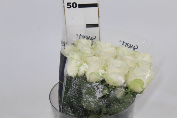ROSA ADVANCE 040 CM