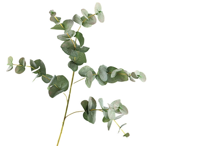 <h4>Eucalyptus Cinerea Green</h4>