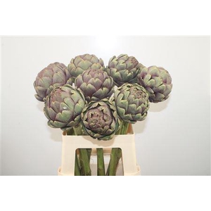 Cynara Sc Purple Romanga