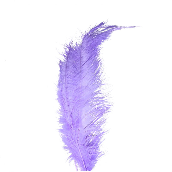 <h4>Feathers Ostrich 55cm x5</h4>