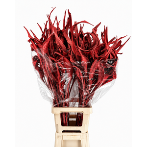 Strelitzia Leaves Dried Painted Red