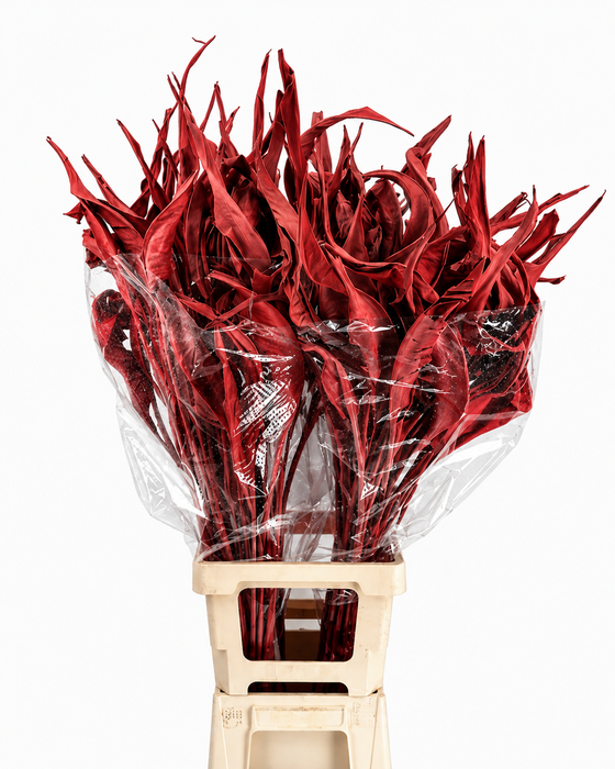 <h4>Strelitzia Leaves Dried Painted Red</h4>
