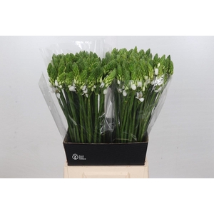 Ornithogalum Mount Fuji