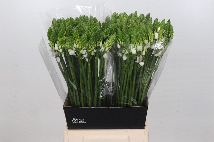 <h4>Ornithogalum Mount Fuji</h4>