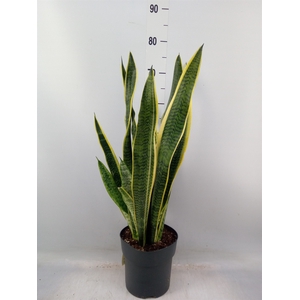 Sansevieria trifa. 'Laurentii'