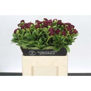 Paeonia Old Faithful
