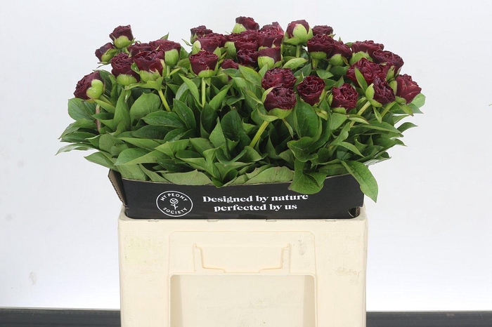 Paeonia Old Faithful