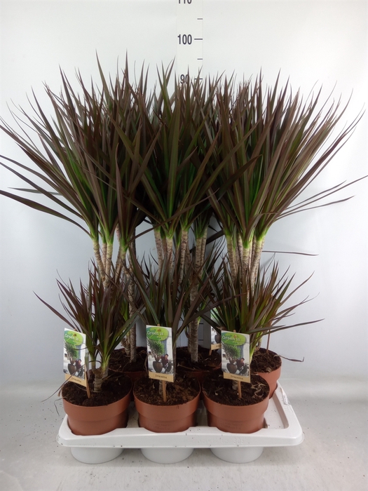 <h4>Dracaena marg. 'Magenta'</h4>