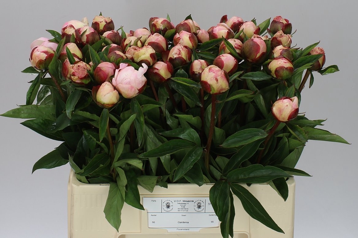 <h4>Paeonia Gardenia</h4>