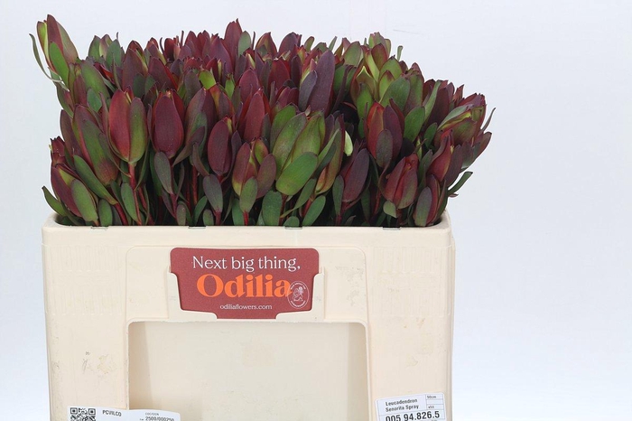 <h4>LEUCAD SENORITA</h4>