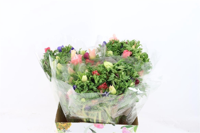 <h4>Anem Co Jerusal Mix</h4>