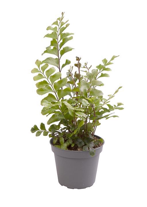 <h4>DIDYMOCHLAENA TRUNCATULA P6</h4>