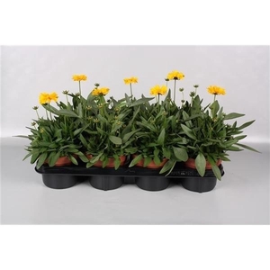 Coreopsis grandiflora 'Presto'