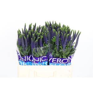 Veron Smart Navy