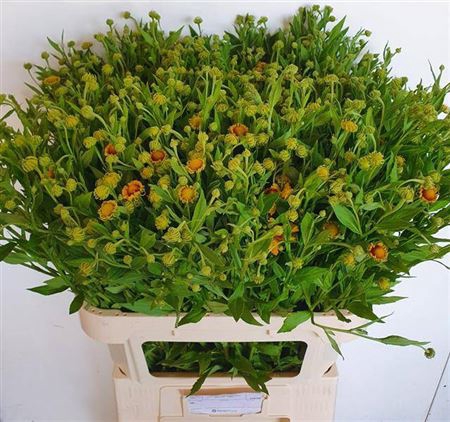 <h4>Helenium Kupfersprudel</h4>
