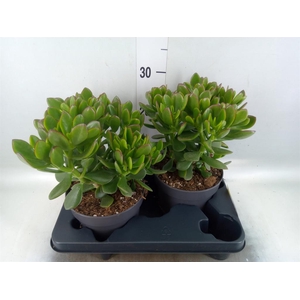 Crassula 'Minova Magic'