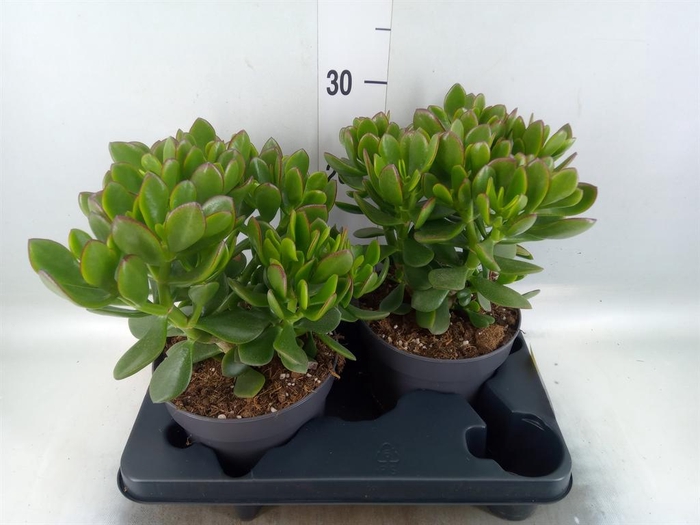 <h4>Crassula  'Minova Magic'</h4>
