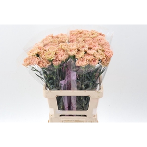 Di St Lege Marrone EMF