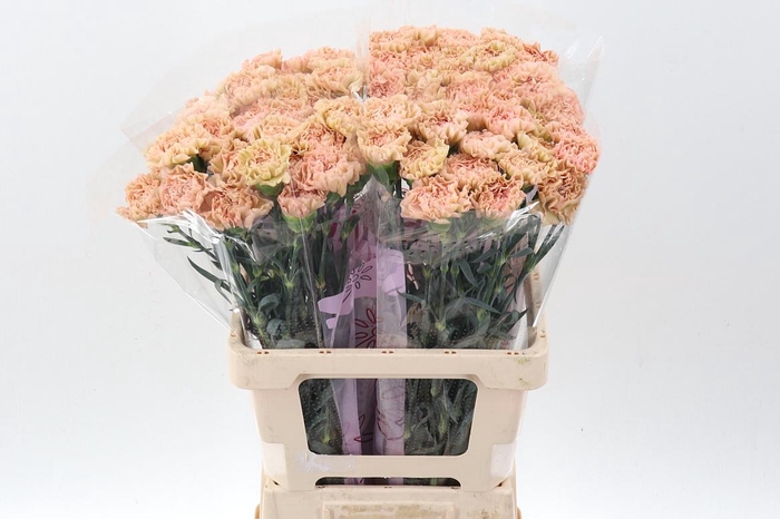 <h4>Di St Lege Marrone EMF</h4>