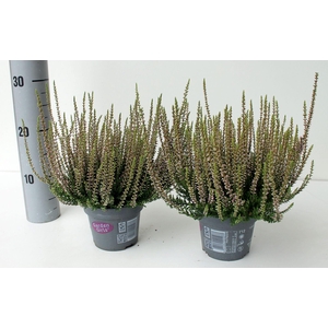 Calluna Garden Girls overig