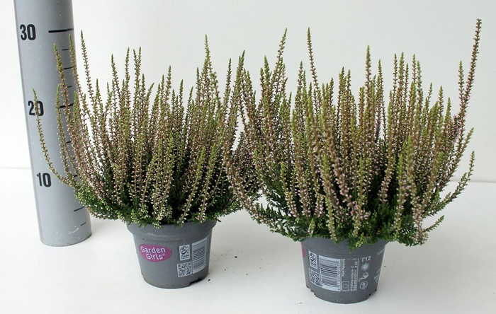 <h4>Calluna Garden Girls overig</h4>